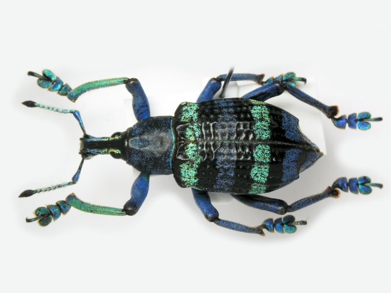 Eupholus magnificus Kirsch, 1877